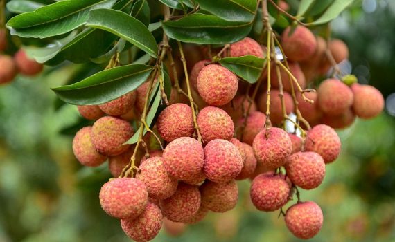 Bac Giang stimule l’exportation des litchis vers les États-Unis